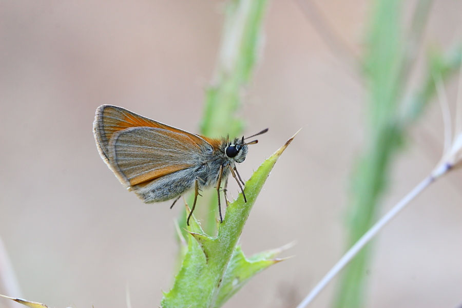 Thymelicus sylvestris ? - S